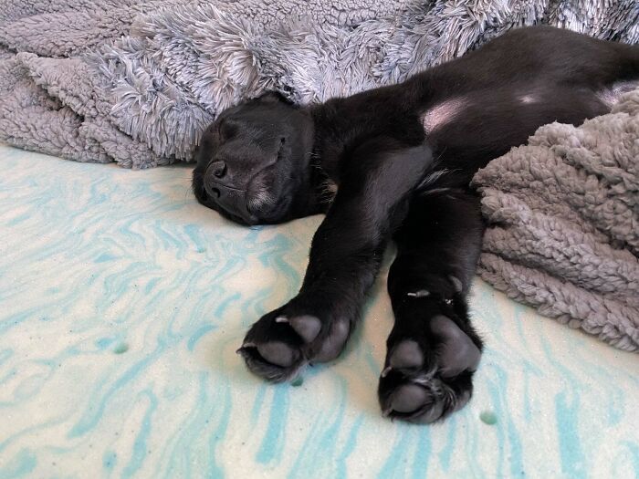 Happy Sleepy Boi We Adopted A Couple Weeks Ago