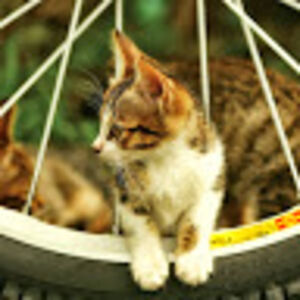 jenniferwesterside avatar