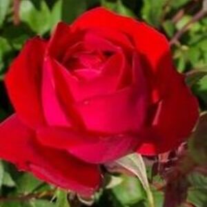 carynlpacheco8385 avatar