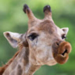 keiraenriquez_1 avatar