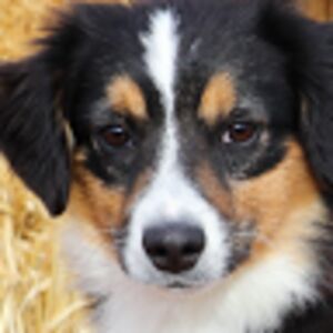 abigailrichter avatar