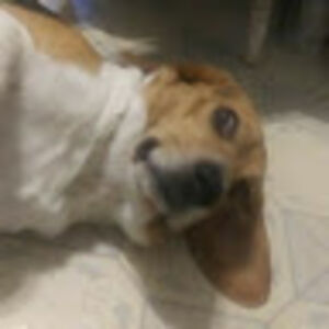 theresecortes avatar