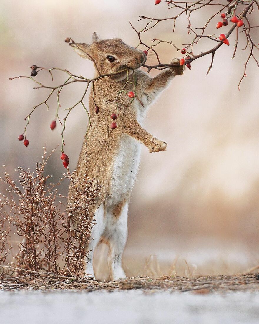 Austrian Wildlife Photographer Captures Nature’s Magical Moments (35 Pics)