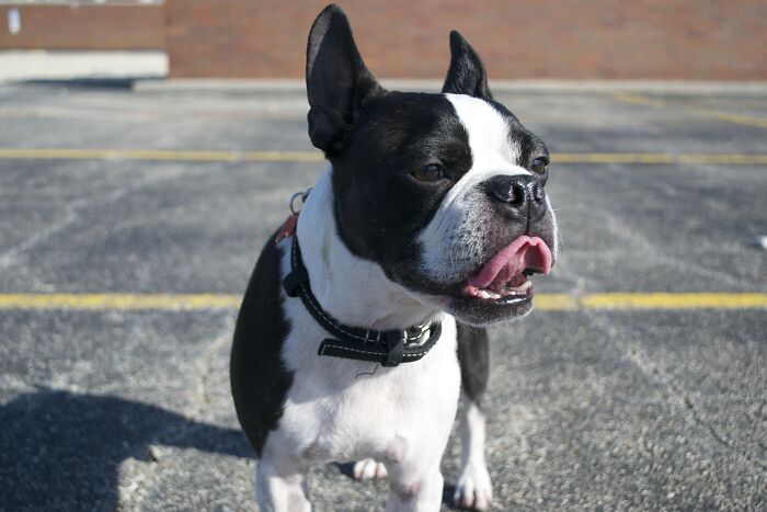 43 People Share How They Accidentally Conditioned Their Pets To Learn Unusual Skills Or Habits