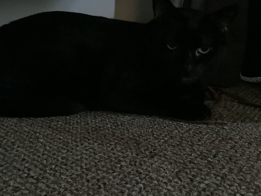 This Random Pic Of My Cat