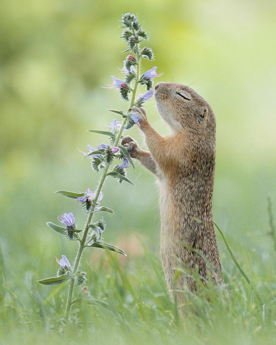 Austrian Wildlife Photographer Captures Nature’s Magical Moments (35 Pics)