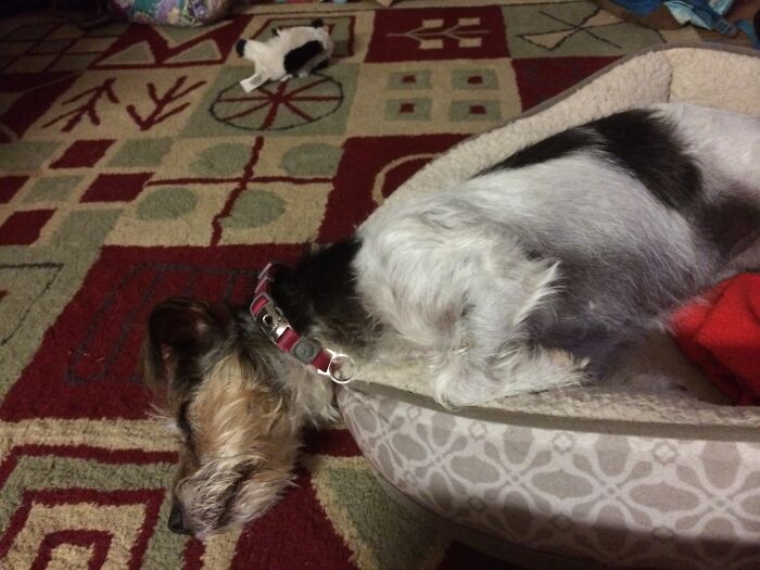 Took This In 2014, Can Confirm She Still Sleeps Like This Seven Years Later