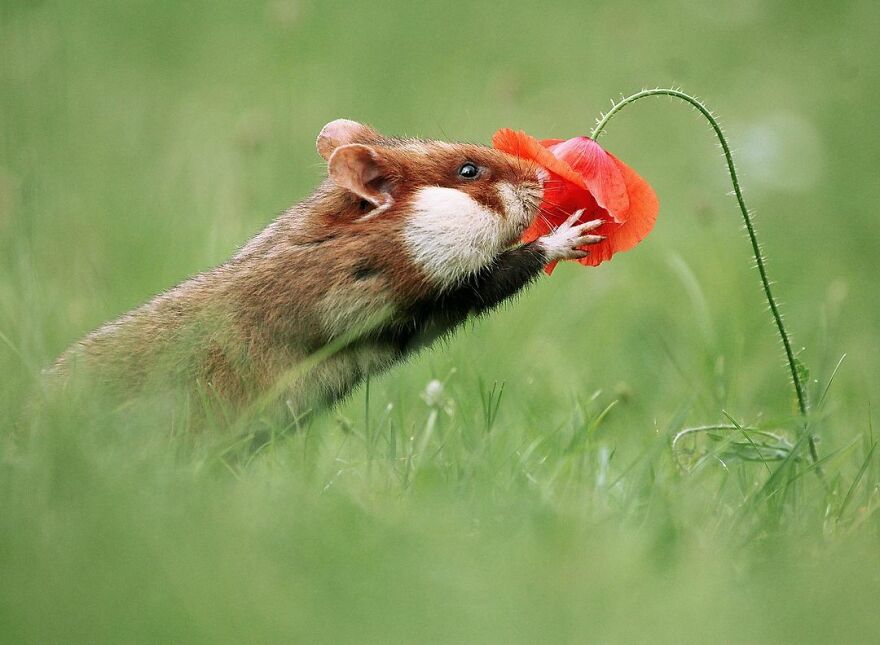 Austrian Wildlife Photographer Captures Nature’s Magical Moments (35 Pics)