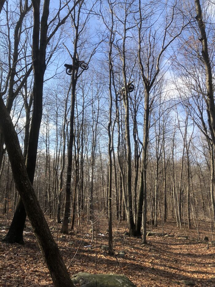 Money Doesn’t Grow On Trees. Motorcycles Do.