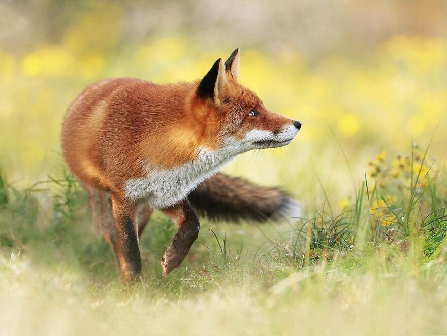 Austrian Wildlife Photographer Captures Nature’s Magical Moments (35 Pics)