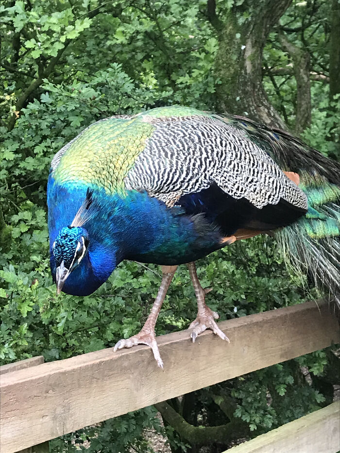 South Lakes Animal Park