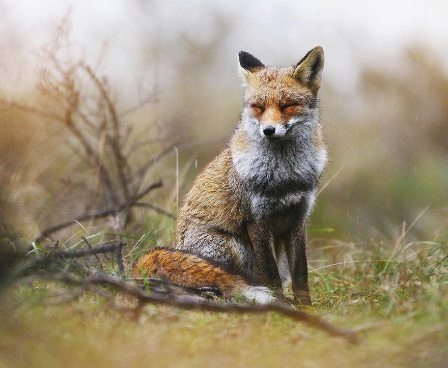 Austrian Wildlife Photographer Captures Nature’s Magical Moments (35 Pics)