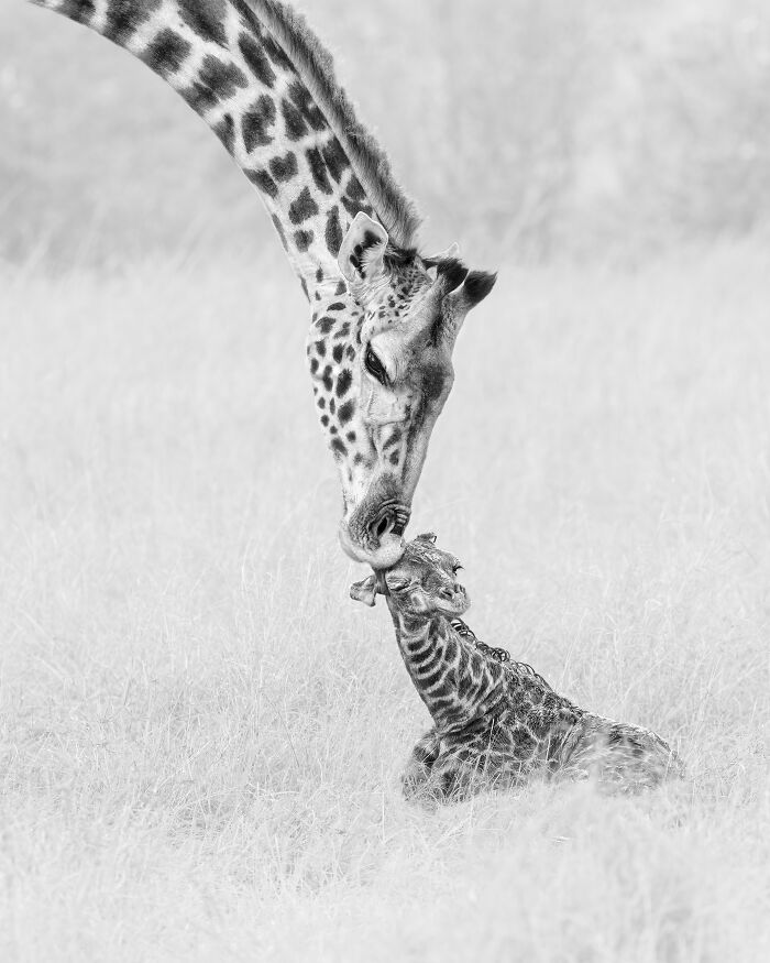 Kiss (Nature/Wildlife, Gold)