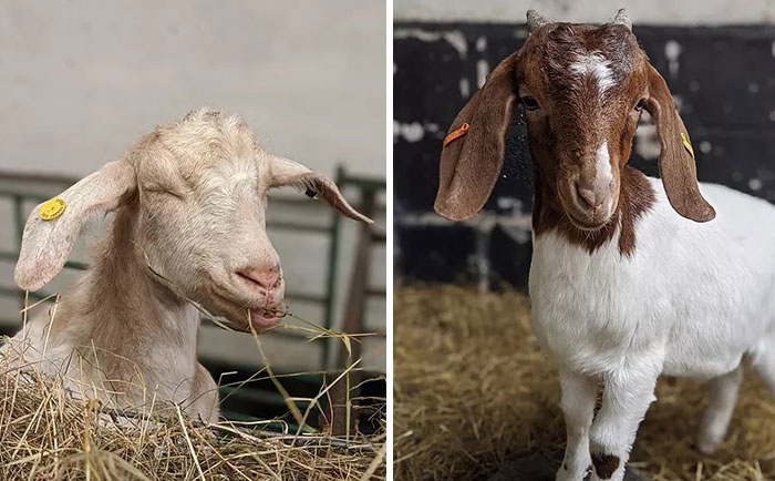 Farm Rents Their Goats For Zoom Conference Calls For $7/5 mins, Raises $68k