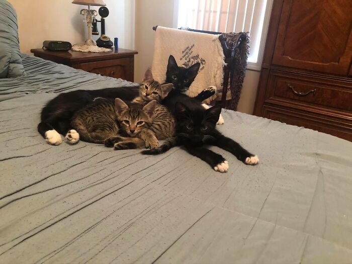 This Is Our Little Cat Family That Happened Because We Had Been Feeding This Sweet Homeless Tuxedo Who Decided To Come Inside Our House And Have Her Babies