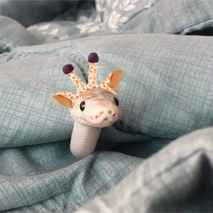 Snake wearing a giraffe hat, part of a trend celebrating snakes in hats.