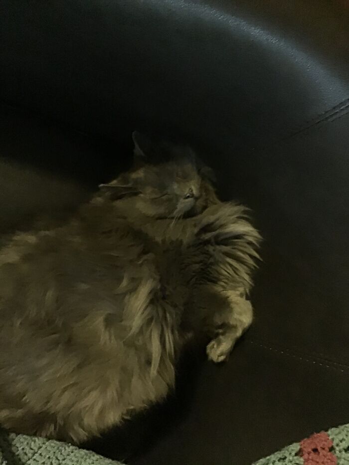 I Have No Words For How Weird My Mom's Cat Is