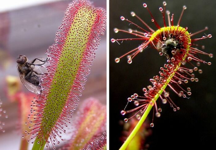 14 Strange Plants That Prove We Could Be Living On A Alien Planet