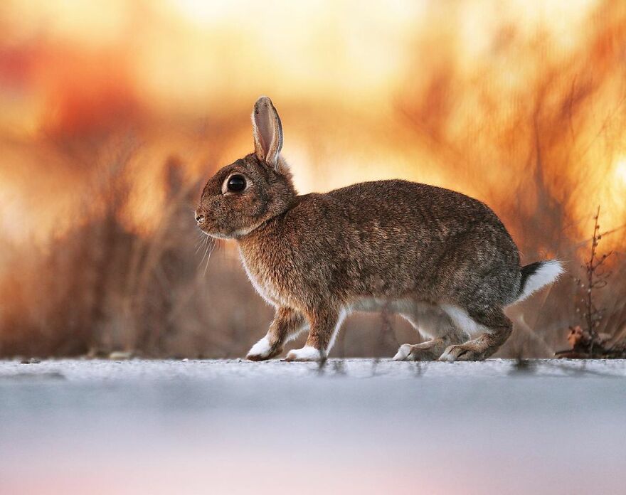 Austrian Wildlife Photographer Captures Nature’s Magical Moments (35 Pics)