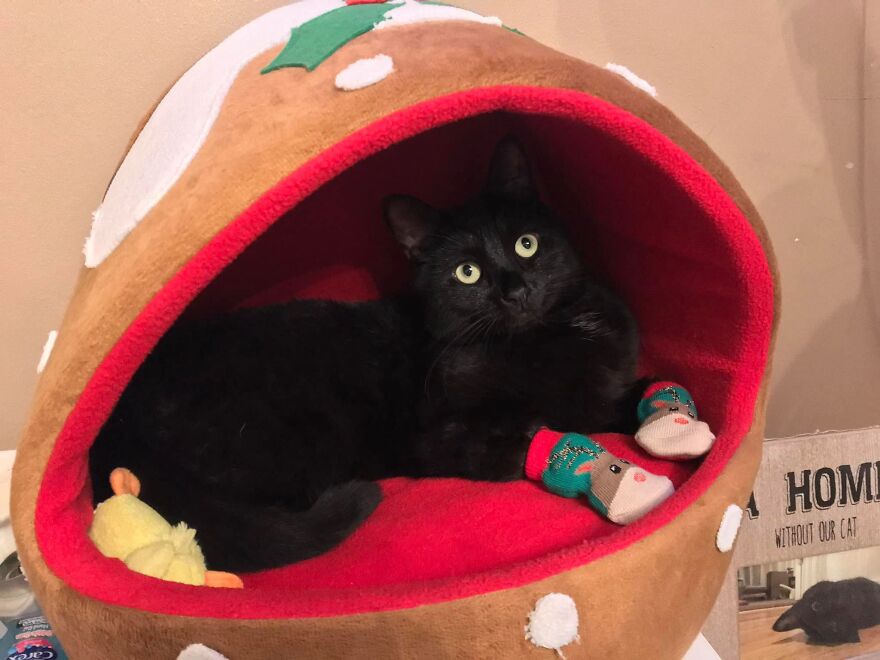 I Saved My Cat & Now She Saves Me Every Day (29 Pics) I Saved My Cat & Now She Saves Me Every Day (29 Pics)