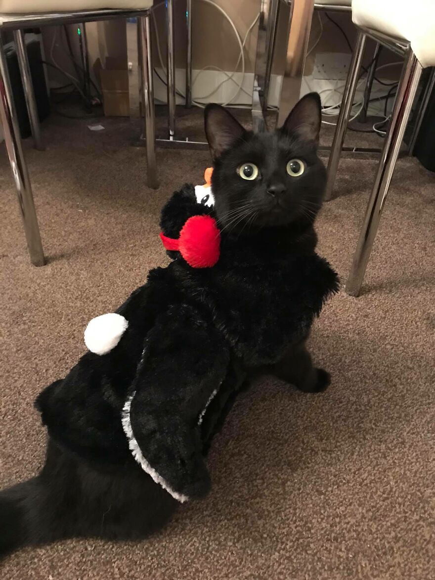 I Saved My Cat & Now She Saves Me Every Day (29 Pics) I Saved My Cat & Now She Saves Me Every Day (29 Pics)