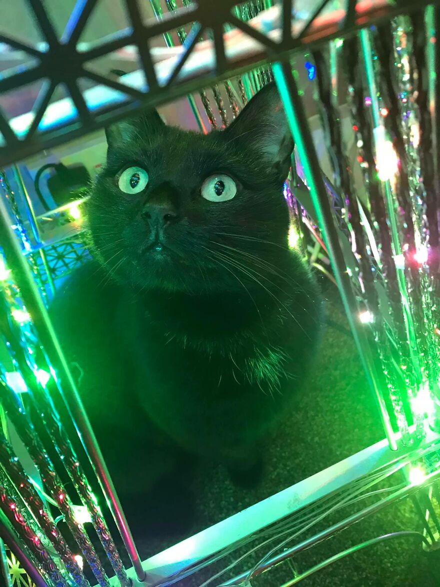 I Saved My Cat & Now She Saves Me Every Day (29 Pics) I Saved My Cat & Now She Saves Me Every Day (29 Pics)