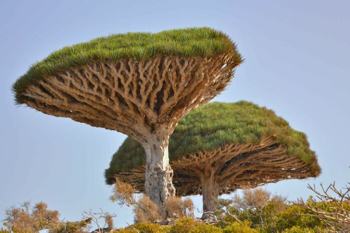 14 Strange Plants That Prove We Could Be Living On A Alien Planet 14 Strange Plants That Prove We Could Be Living On A Alien Planet