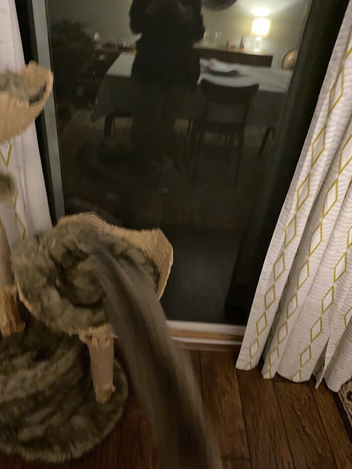 I Took A Pic Of Anza The Cat On Burst