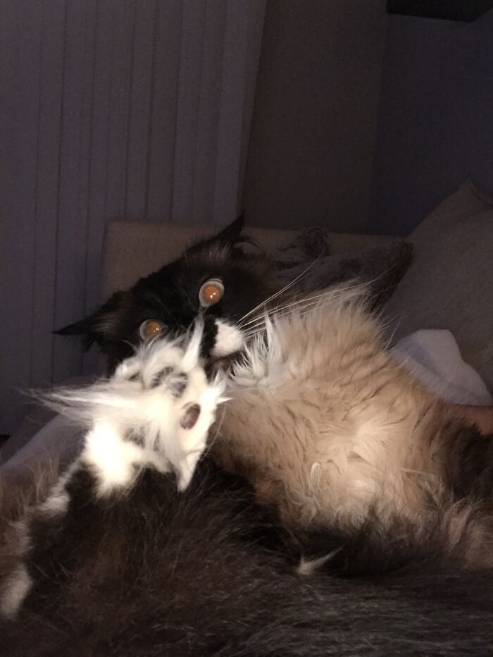 Borodin Meeting Her Brother For The First Time. She Was Not Impressed.