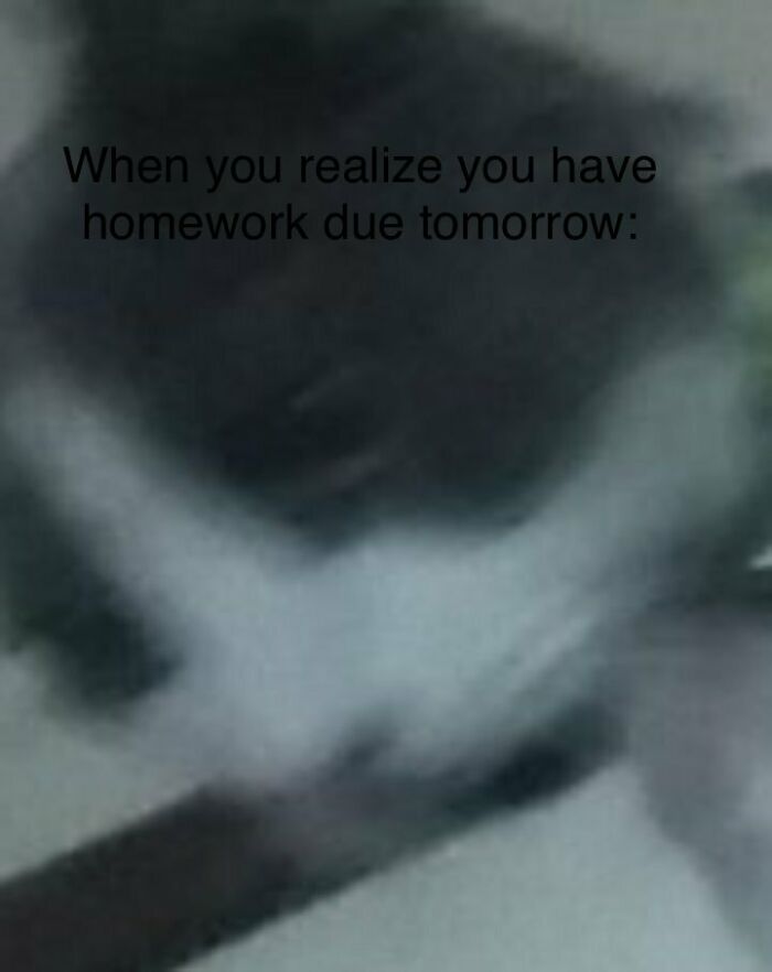 A Cat Meme I Made. It’s So Relatable Tbh