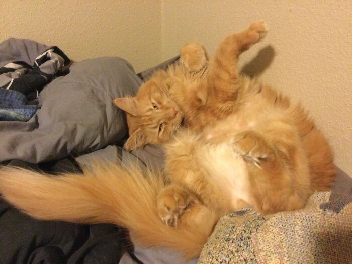 Assembly Instructions Unclear...