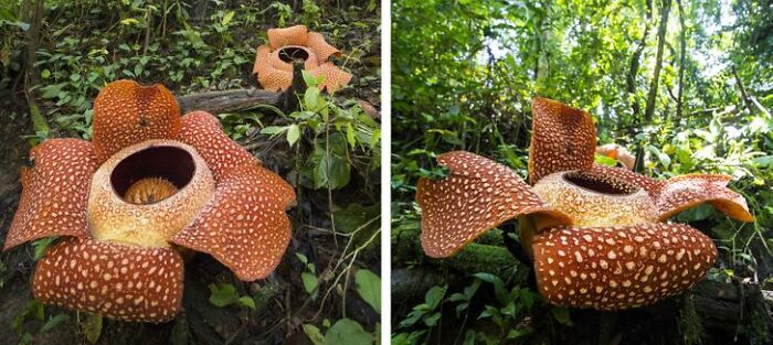 14 Strange Plants That Prove We Could Be Living On A Alien Planet