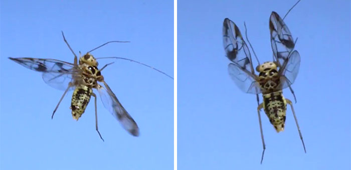 Here’s What These 11 Insect Species Look Like Flying In Slow Motion And Some Of Them Look Hilariously Derpy