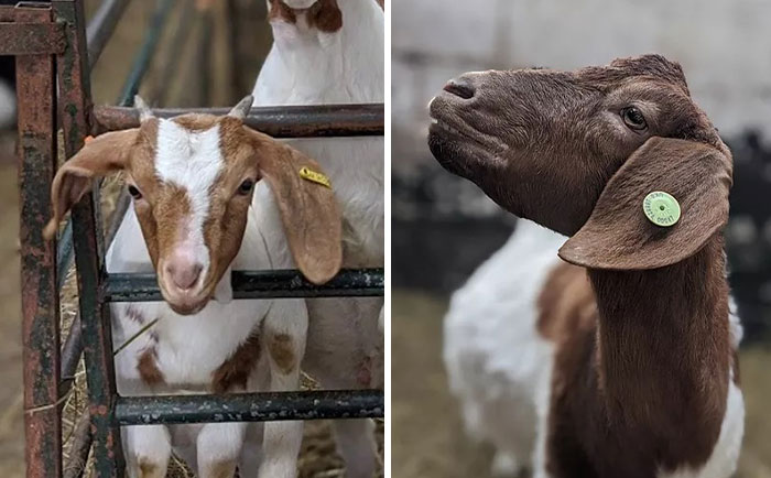 Farm Rents Their Goats For Zoom Conference Calls For $7/5 mins, Raises $68k Farm Rents Their Goats For Zoom Conference Calls For $7/5 mins, Raises $68k