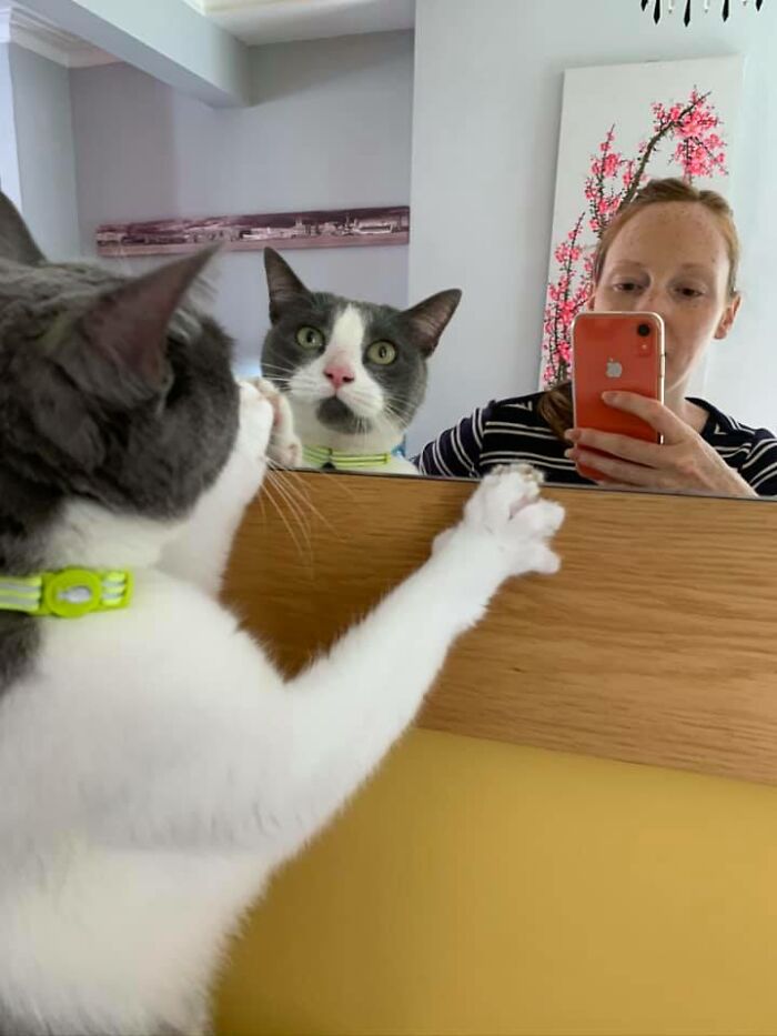 My House, Not My Cat