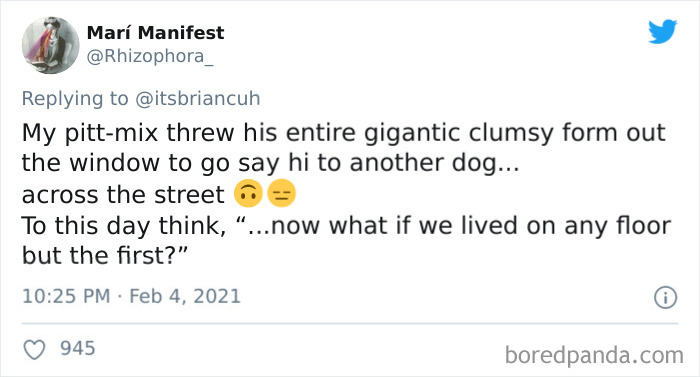 Chase-Dog-Down-The-Street-Game-Stories