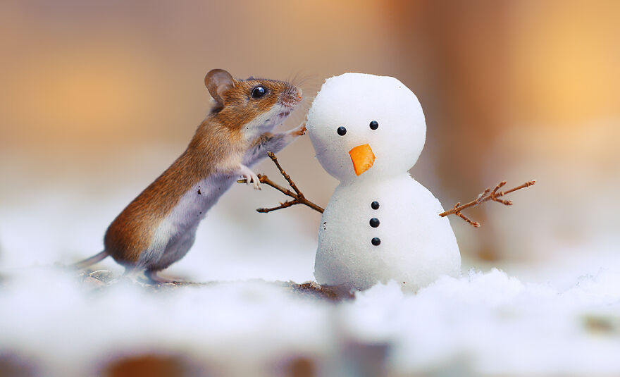 Austrian Wildlife Photographer Captures Nature’s Magical Moments (35 Pics)