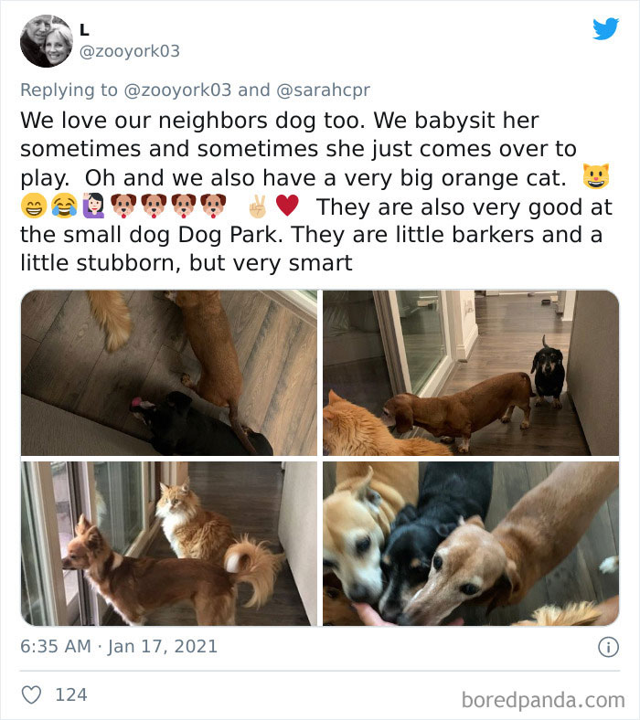 Funny-Informative-Dachshunds-Tweets