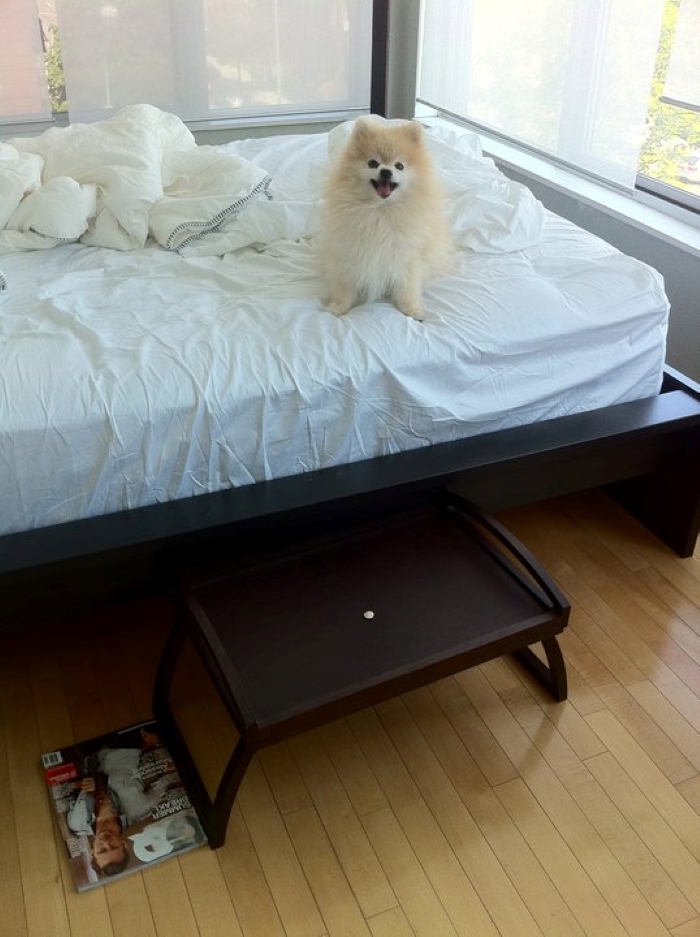 43 People Share How They Accidentally Conditioned Their Pets To Learn Unusual Skills Or Habits