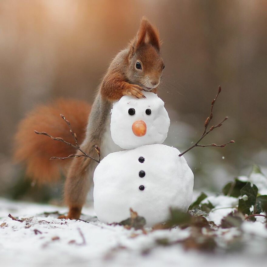 Austrian Wildlife Photographer Captures Nature’s Magical Moments (35 Pics)