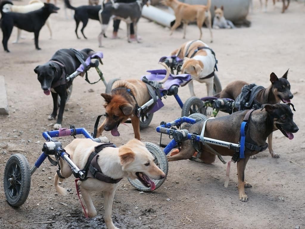 This Thai Animal Shelter Nurses Disabled Dogs Back To Life With The Help Of Vets And Wheelchairs This Thai Animal Shelter Nurses Disabled Dogs Back To Life With The Help Of Vets And Wheelchairs