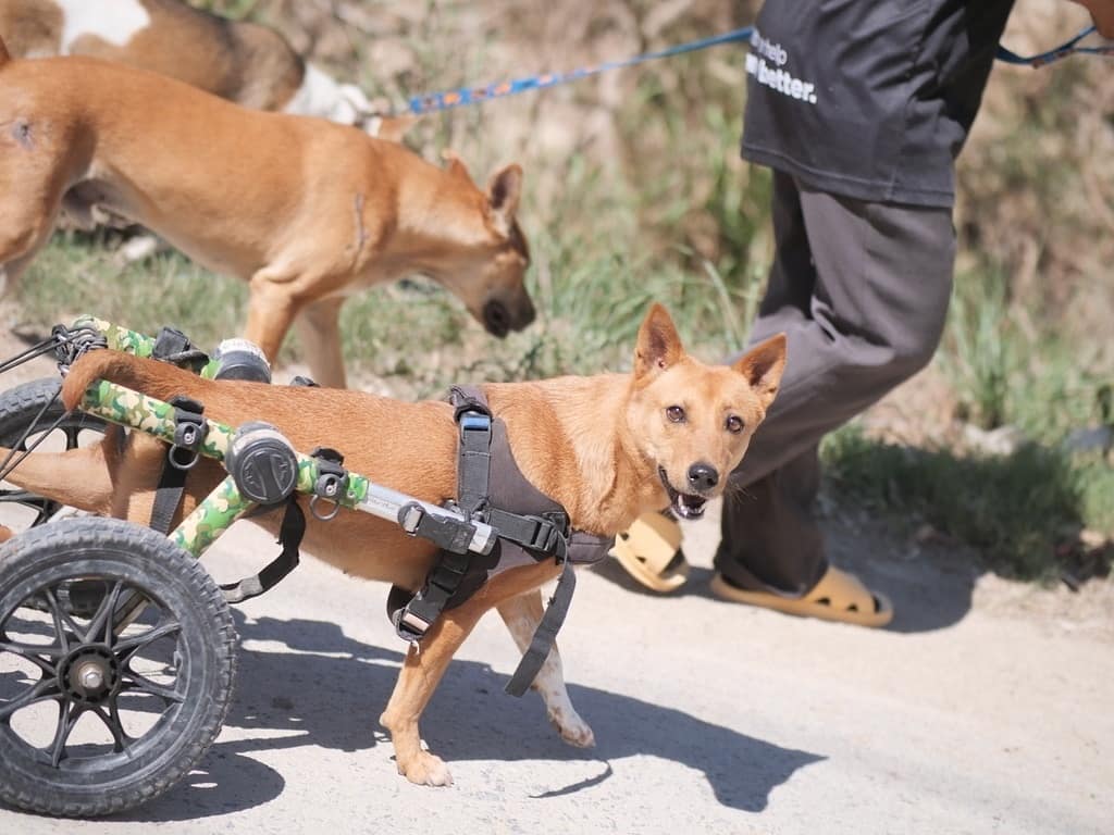This Thai Animal Shelter Nurses Disabled Dogs Back To Life With The Help Of Vets And Wheelchairs This Thai Animal Shelter Nurses Disabled Dogs Back To Life With The Help Of Vets And Wheelchairs