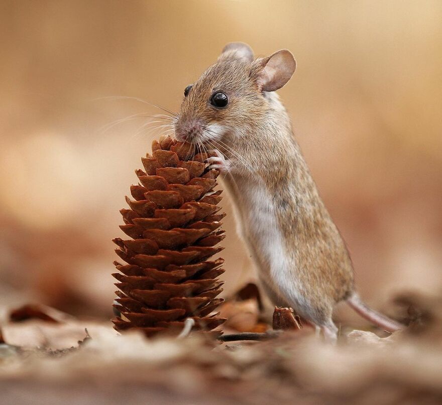Austrian Wildlife Photographer Captures Nature’s Magical Moments (35 Pics)