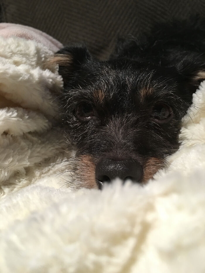 Henry The 100 Lb Dog Pretending To Be A Tiny Ball, Chloe The Very Shocked Dog, Cici Still-Under-Her-Blanket Dog, Scruffy The Also Very Shocked At The Camera Dog, Beauty The Cat In The Bag And On The Right, And Booboo The Cat On The Left And The Cat Lieing Down.