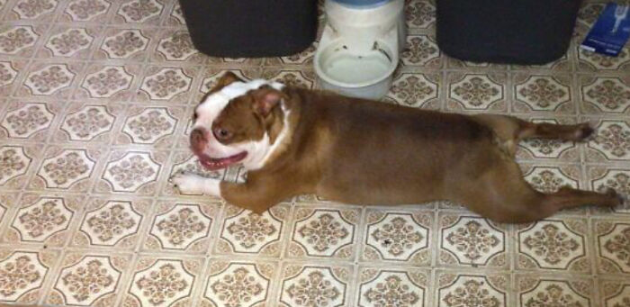 This Is My Dog Eeyore.