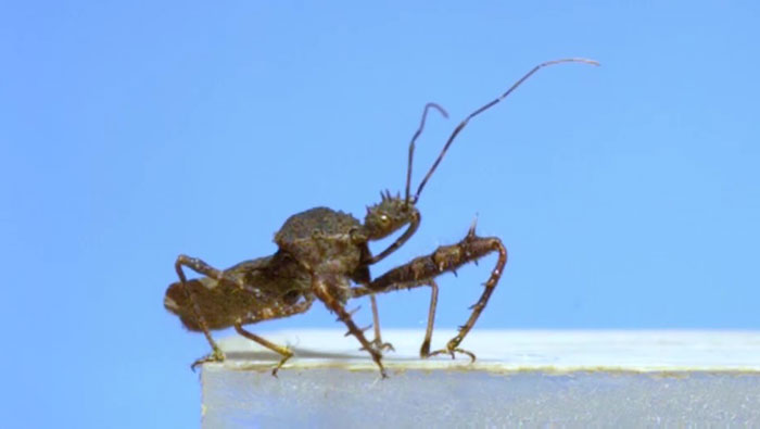Here’s What These 11 Insect Species Look Like Flying In Slow Motion And Some Of Them Look Hilariously Derpy Here’s What These 11 Insect Species Look Like Flying In Slow Motion And Some Of Them Look Hilariously Derpy