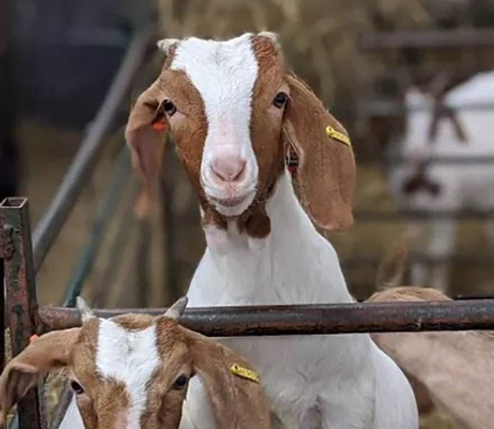 Farm Rents Their Goats For Zoom Conference Calls For $7/5 mins, Raises $68k Farm Rents Their Goats For Zoom Conference Calls For $7/5 mins, Raises $68k