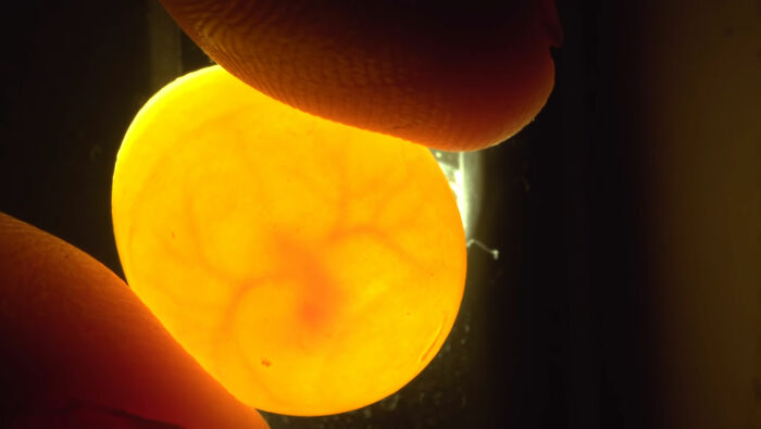 Man Finds An Abandoned Parrot Egg And Hatches It Into An Adorable Budgie Man Finds An Abandoned Parrot Egg And Hatches It Into An Adorable Budgie