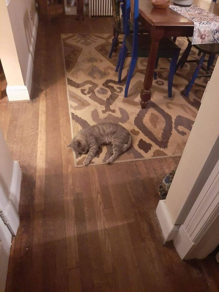 Not My Cat Came By Again. After Eating And Taking A Nap, He Took A Huge Dump In The Litter Box That Smelled So Bad, I Thought We Would Have To Sell The House And Move Out