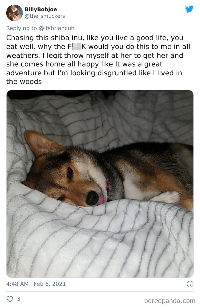 Chase-Dog-Down-The-Street-Game-Stories